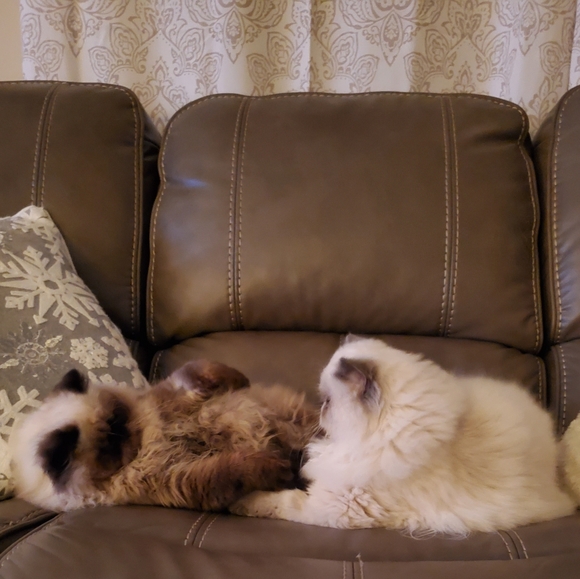 Ambrosius and Truffles - Picture 13 of 14